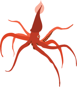 Squid PNG-47176